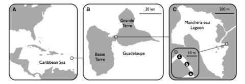 A: location of Guadeloupe archipelago in the Caribbean Sea, B: location of Manche-à-Eau lagoon in Guadeloupe, C: location of sampling area, D: location of sampling stations (a, b, c).