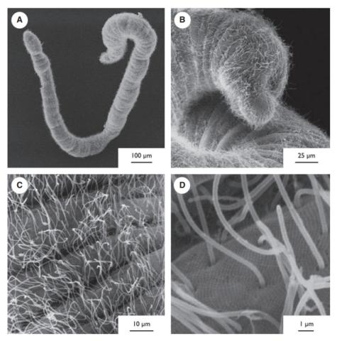 Scanning electron microscope analysis of Haplognathia ruberrima individuals freshly collected from marine mangrove. (A): In low magnification, the entire body surface of the individuals analysed presented this general aspect. (B and C): The general aspect is due to the presence of numerous long filaments individually attached to the body surface of the animal. (D): Higher magnification reveals these filaments to be long cilia that are likely responsible for the gliding movement observed in H. ruberrima ind