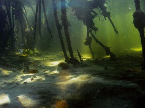 Mats of white benthic filamentous sulfur bacteria between mangrove tree roots (water depth = 1 m)