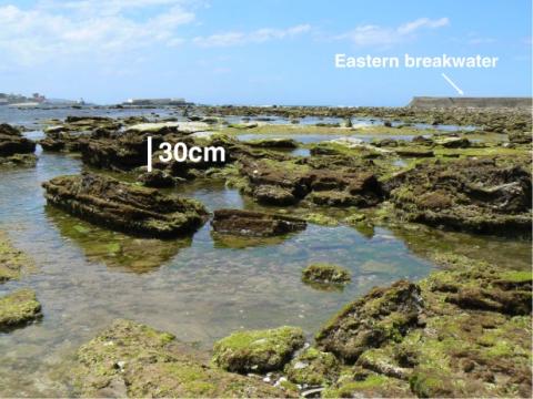 Photograph taken on the intertidal domain of the rocky platform (northeast of the bay)