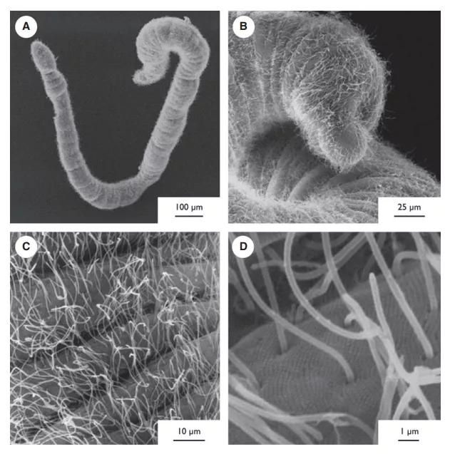  Scanning electron microscope analysis of Haplognathia ruberrima individuals freshly collected from marine mangrove. (A): In low magnification, the entire body surface of the individuals analysed presented this general aspect. (B and C): The general aspect is due to the presence of numerous long filaments individually attached to the body surface of the animal. (D): Higher magnification reveals these filaments to be long cilia that are likely responsible for the gliding movement observed in H. ruberrima ind